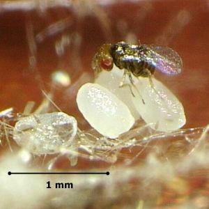 Trichogramma Schlupfwespe parasitiert ein Ei