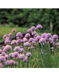 Allium schoenoprasum (Schnittlauch) ist eine tolle Bereicherung für jedes begrünte Dach