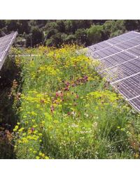 Saatmischung Dachbegrünung extensiv 50% Blumen 50% Gräser für 10 m²