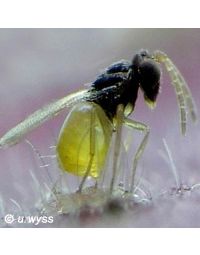 Schlupfwespe Encarsia formosa gegen Weiße Fliege