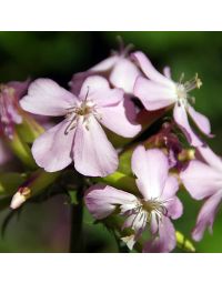 Saponaria ocymoides (Kleinblütiges Seifenkraut) eignet sich sehr gut für eine extensiven Dachbegrünungen. Blütezeit: Juni - August Blütenfarbe: weißlich rosa