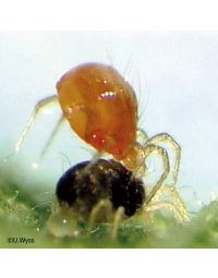 Raubmilbe Phytoseiulus persimilis gegen Spinnmilben