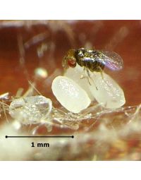 Trichogramma-Schlupfwespe parasitiert Ei
