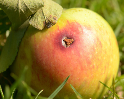 Befallener Apfel mit Fraßgang