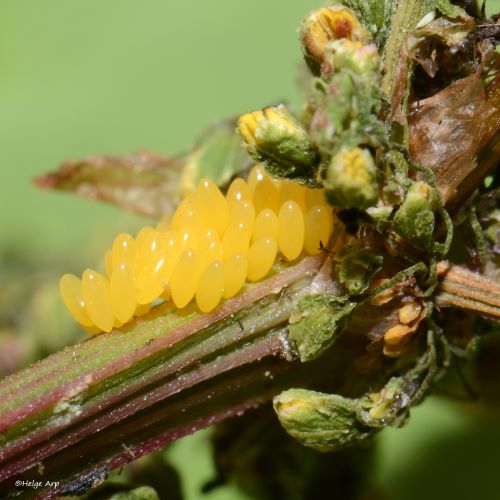 Gelbe Eier des Siebenpunkt-Marienkäfers an einem Pflanzenstängel