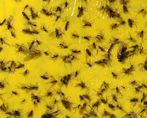 Gelbe Leimtafel mit gefangenen Trauermücken 