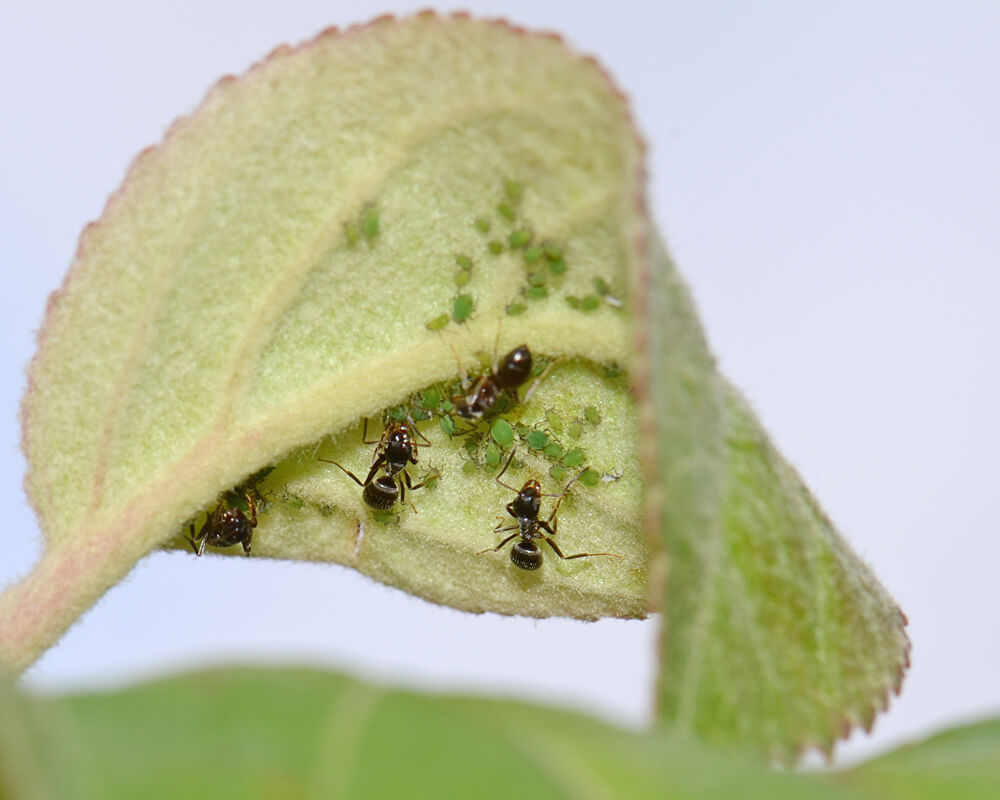 Ameisen hegen die Grüne Apfelblattlaus