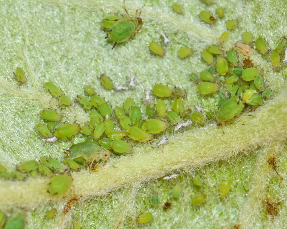Grüne Apfelblattlaus-Kolonie mit Häutungshüllen (Exuvien)
