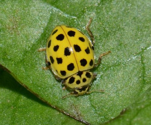 Zweiundzwanzigpunkt-Marienkäfer (Psyllobora vigintiduopunctata), gelb mit schwarzen Punkten, auf Blatt