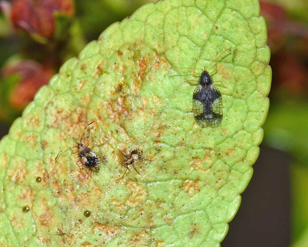 Netzwanzennymphe und adultes Tier auf der Blattunterseite