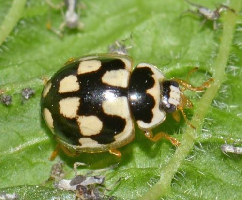 Vierzehnpunkt-Marienkäfer (Propylea quatuordecimpunctata) gemustert wie Schachbrett, auf Blatt