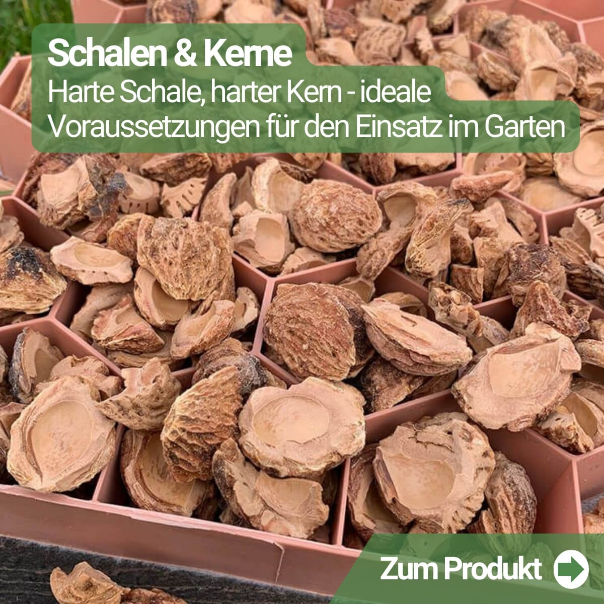 Schalen_und_Kerne
