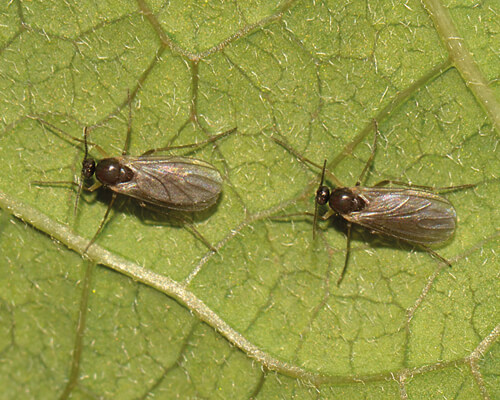 Zwei Trauermücken auf einer Blattunterseite