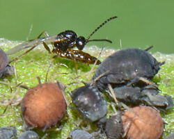 Schlupfwespe Lysiphlebus parasitiert Aphis fabae