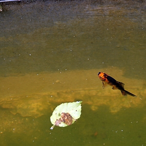 Ein roter Fisch in einem Teich
