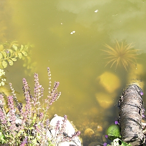 Algen und Pflanzen in einem Teich